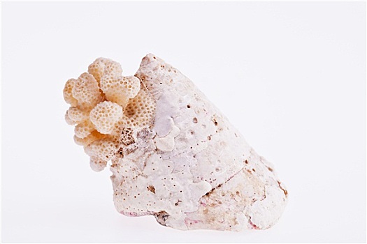 一个,海螺壳,块,死,珊瑚礁,隔绝,白色背景,背景
