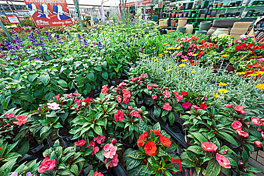 英格兰,汉普郡,花卉商店,植物,出售