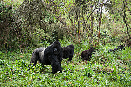 山地大猩猩,大猩猩,银背大猩猩,家庭,国家,卢旺达