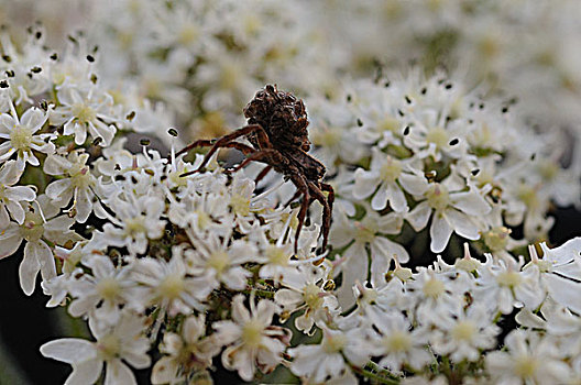 蜘蛛,白色背景,花