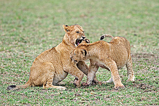年轻,狮子,幼兽,玩,一起,马赛马拉,肯尼亚,东非,非洲