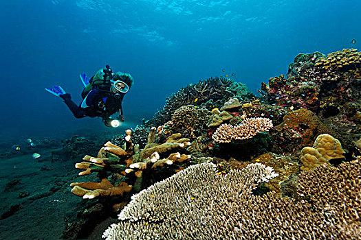 手电筒,看,珊瑚,礁石,不同,种类,石头,巴厘岛,岛屿,小巽他群岛,海洋,印度尼西亚,印度洋,亚洲
