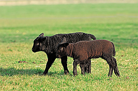 家羊,绵羊,两个,羊羔,草场,北荷兰,荷兰,欧洲