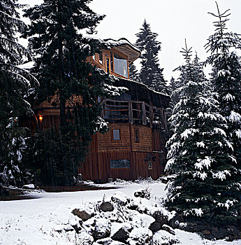 木质,小屋,雪中,遮盖,松树,树林