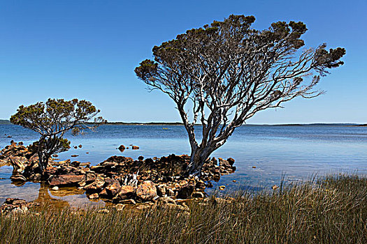 树,海岸线,小湾,西澳大利亚州