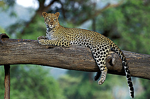 豹,成年,卧,枝头,肯尼亚