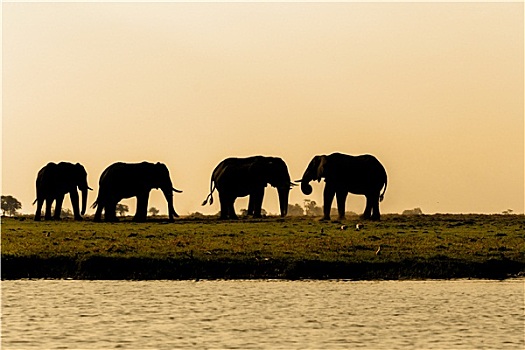 非洲象,乔贝国家公园