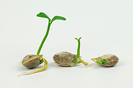 特写,幼苗,豆,室外,土地科学家,检查,种子发芽,水芹,种子七叶树,发芽