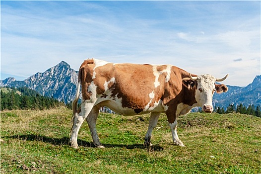 一个,斑驳,母牛,站立,草地