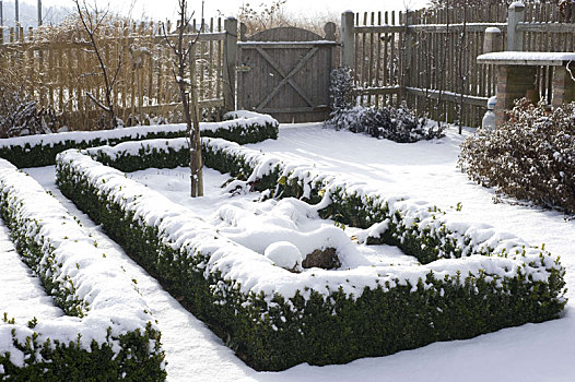 雪,别墅花园,冬天,黄杨属,树篱,花园,大门