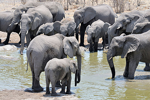非洲象,浴,水坑,埃托沙国家公园,区域,纳米比亚,非洲