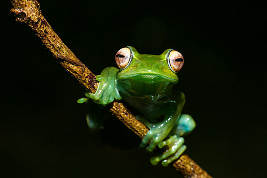青蛙,警笛,琥珀色,山,国家公园,马达加斯加,非洲