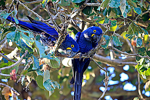紫蓝金刚鹦鹉,一对,树,成年,潘塔纳尔,巴西,南美