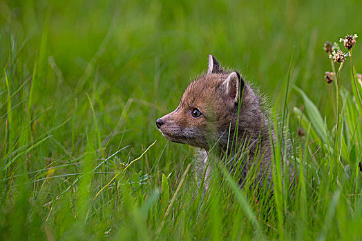 红狐,狐属,小动物,草地,莱茵兰普法尔茨州,德国,欧洲