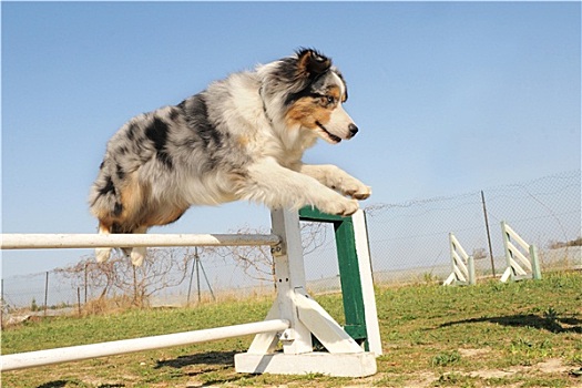 跳跃,澳洲牧羊犬