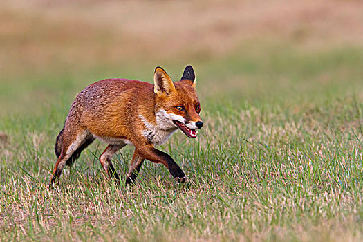 红狐,狐属,草丛,跑,英格兰东南,英国,欧洲