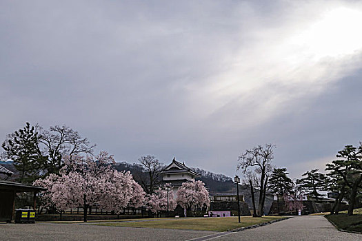 日本甲府之樱花