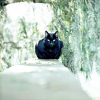黑猫,坐,树