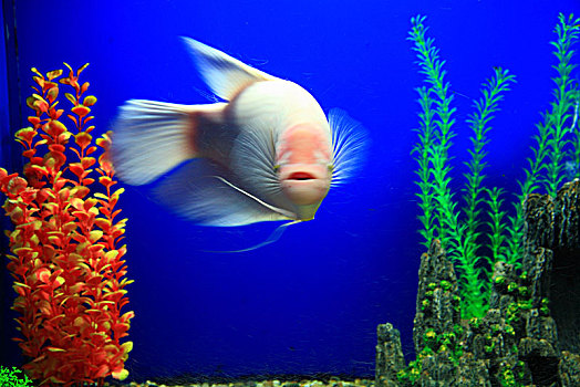 水族馆,鱼缸,鱼