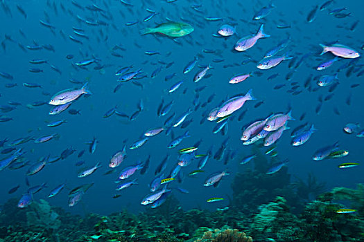 濑鱼,加勒比,深潜,海湾群岛,洪都拉斯,中美洲