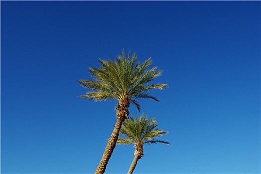 棕榈树,天空,湖,亚利桑那