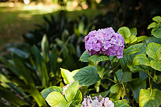 特写,清新,紫色,八仙花属,盛开,后院