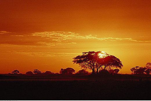 日出,国家公园,赞比亚,非洲