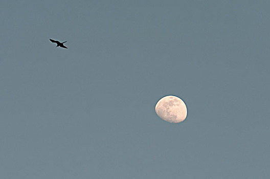 鸟,月亮,空中,墨西哥