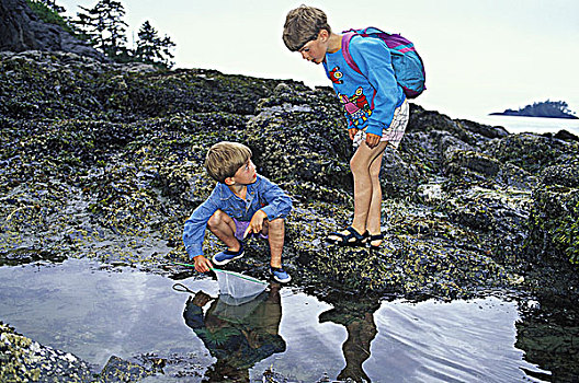 男孩,检查,潮汐池,生活,太平洋沿岸,温哥华岛,不列颠哥伦比亚省,加拿大