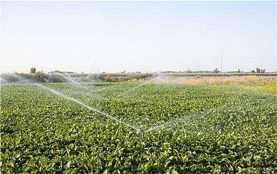灌溉,地点