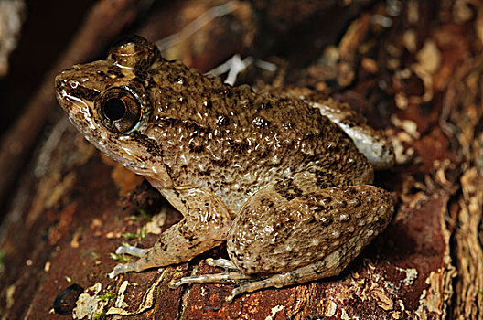 褶皱,青蛙,巴戈国家公园,马来西亚