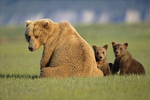 大灰熊,棕熊,母亲,两个,4个月大,幼兽,一起,卡特麦国家公园,阿拉斯加
