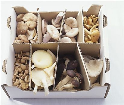 种类,蘑菇,纸箱
