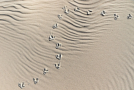 动物脚印,沙子,沙丘,泥滩,北海,北荷兰,荷兰