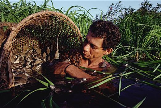 南美,河,龟,亚马逊龟,生物学家,小,亚马逊河,巴西