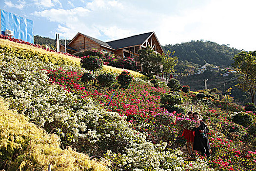 攀枝花花舞人间