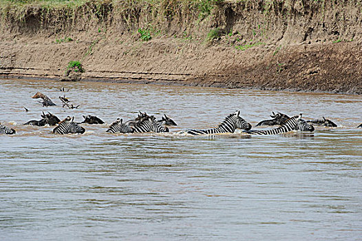 斑马群迁徙过河