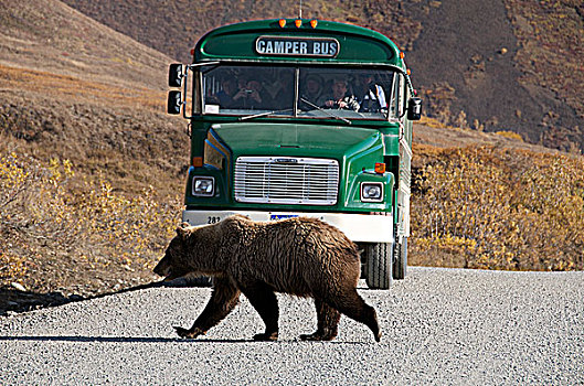 野生,大灰熊,棕熊,走,正面,停止,旅游大巴,德纳里峰国家公园,阿拉斯加,美国