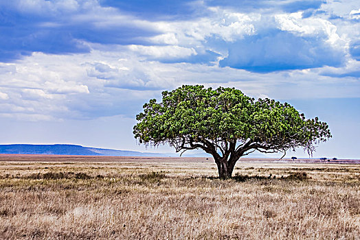 坦桑尼亚塞伦盖蒂草原自然生态景观