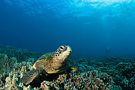 绿海龟,龟类,海洋,靠近,南,毛伊岛,夏威夷,美国
