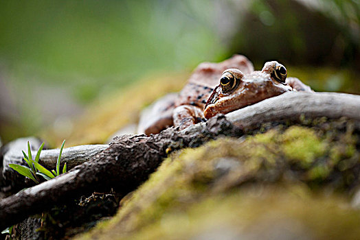 草,青蛙,国家公园,上奥地利州,奥地利