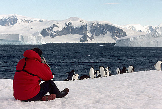 南极半岛,区域,旅游,摄影,阿德利企鹅