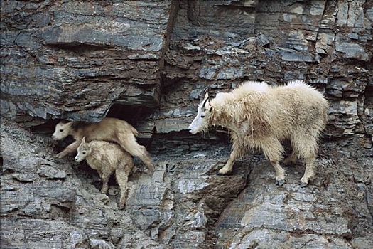 石山羊,雪羊,成年,两个,幼仔,攀登,陡峭,岩石,山,斜坡,落基山脉,北美