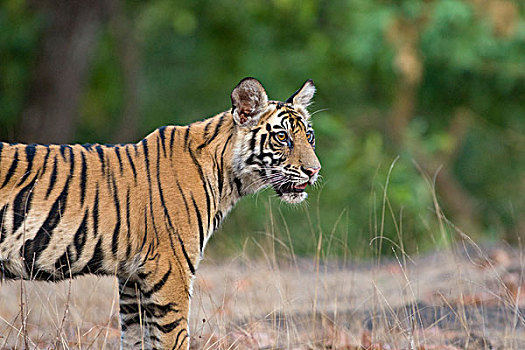 孟加拉虎,虎,老,幼兽,班德哈维夫国家公园,印度