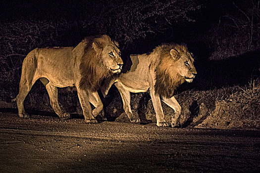 南非,萨比萨比,禁猎区,两个,雄性,狮子,走,夜晚,画廊