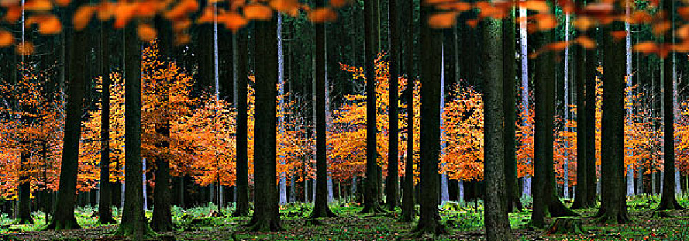 秋日树林,山毛榉树,全景