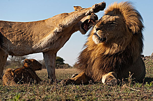 非洲狮,狮子,母亲,防护,幼兽,博茨瓦纳