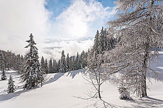 树林,冬天,高处,萨尔察赫河,山谷,萨尔茨堡州,奥地利