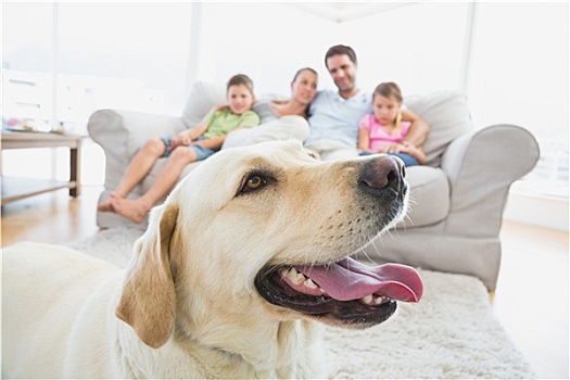 幸福之家,坐,沙发,宠物,黄色拉布拉多犬,前景