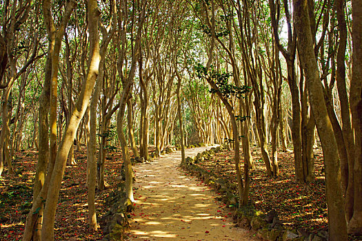 山茶,山口县,日本